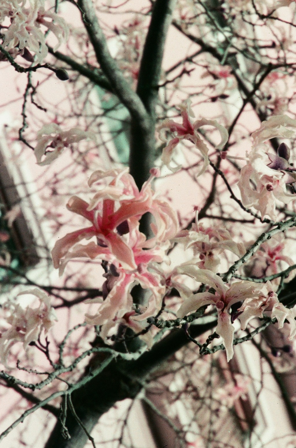 Rollo 12 / LomoChrome Purple XR 100-400 / olympus i zoom 28-75&nbsp;mm