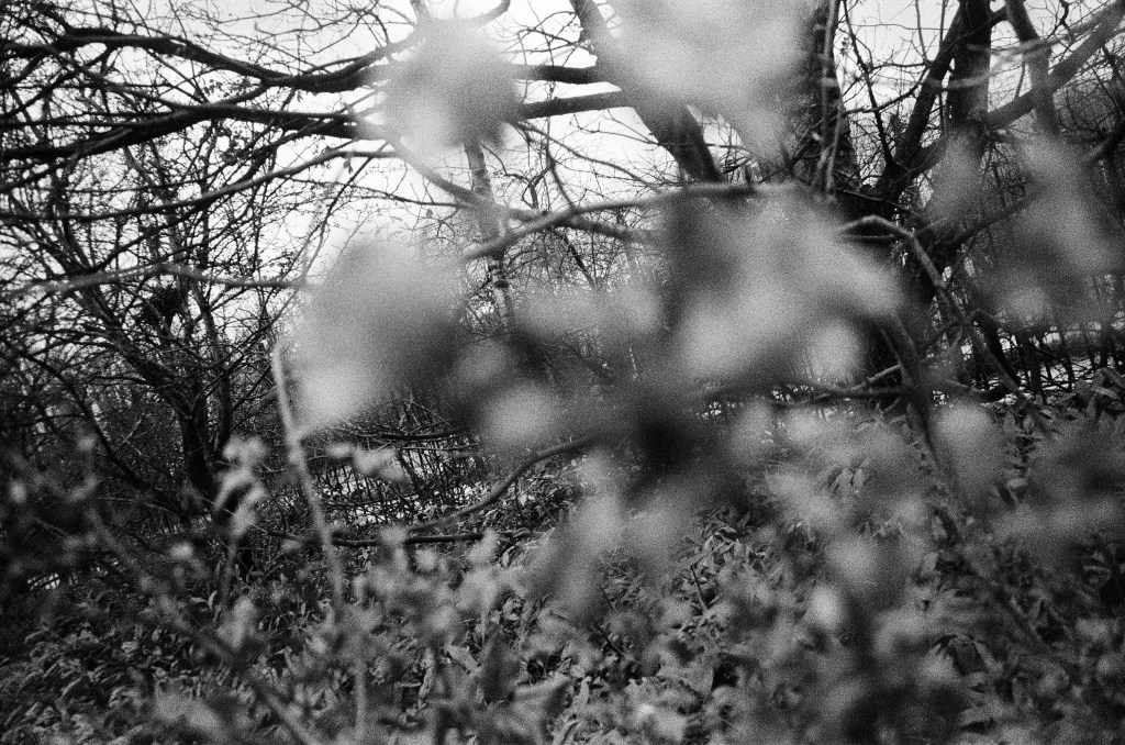 Rollo 3 / Ilford 400 / Olympus i zoom 28-75&nbsp;mm